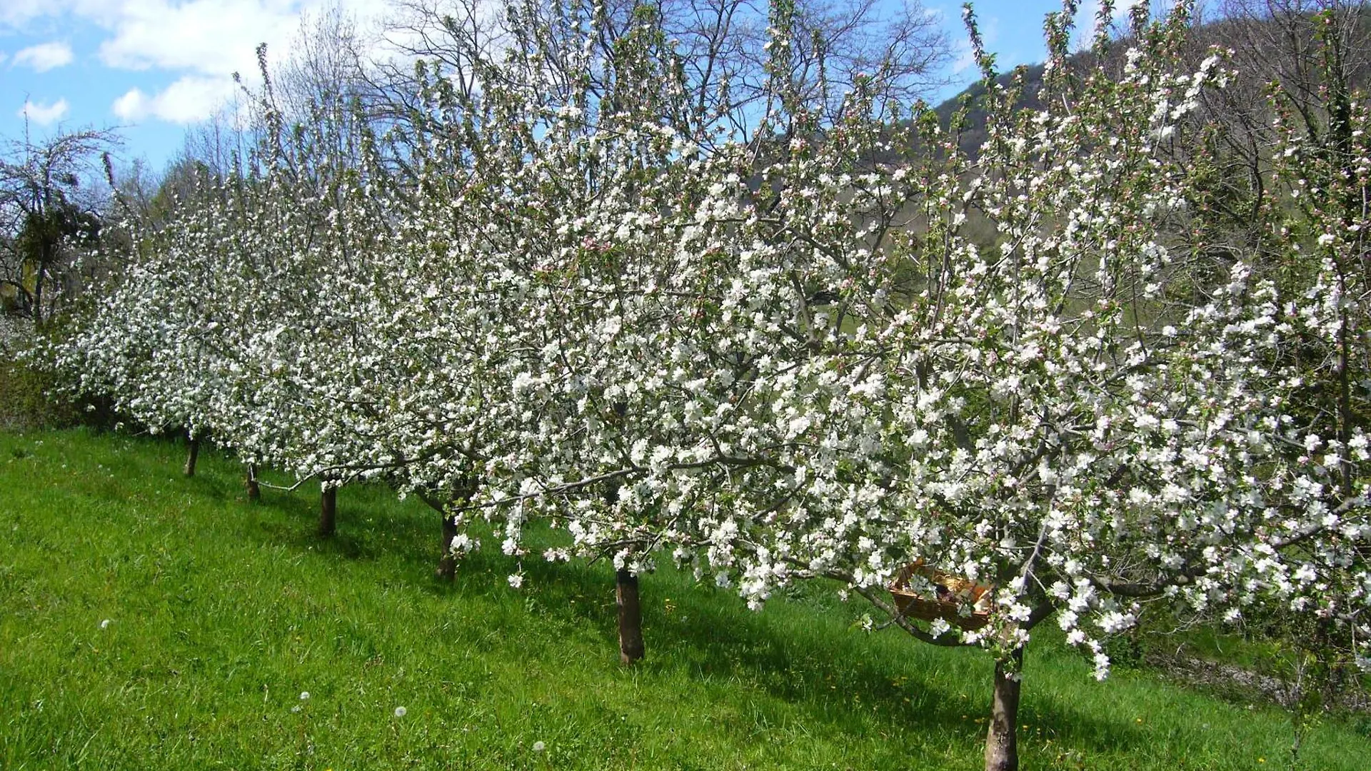 Vakantiehuis Gite De Mailhac Loubieres Frankrijk